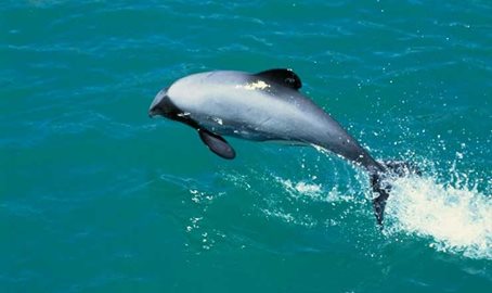 Hector's Dolphins in Akaroa Harbour