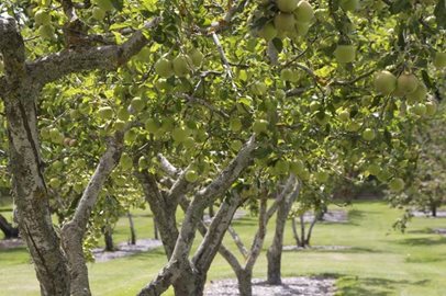 Orchard-Apples.jpg