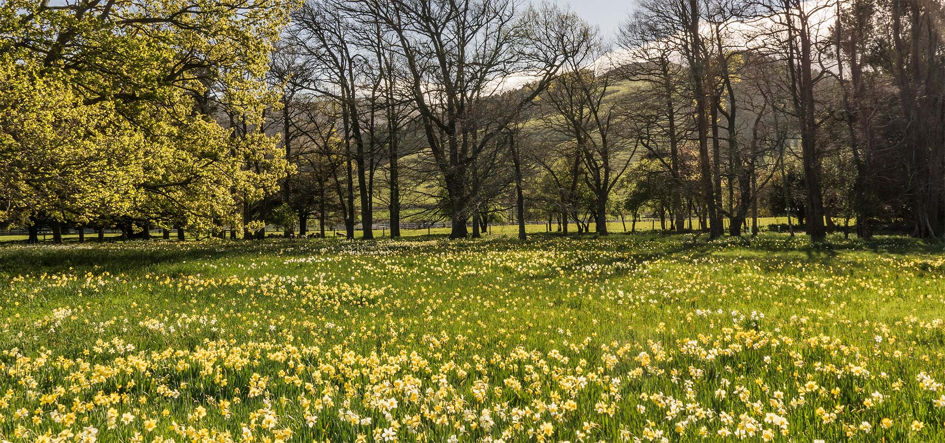Daffodil-Field-1920.jpg